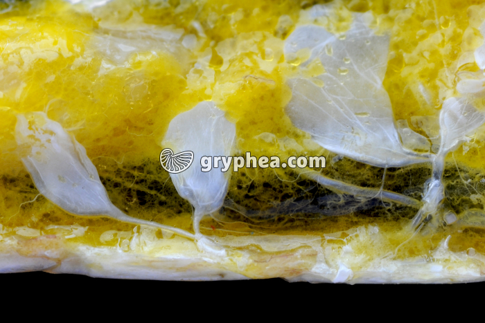 Trachées et sacs aériens de Criquet (cuticule abdominale enlevée) x2,5  - gryphea.com